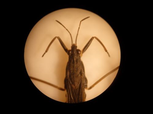 Gerris sp.