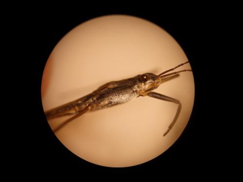 Gerris sp.