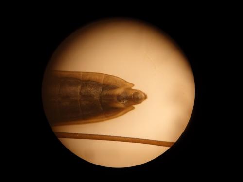 Gerris sp.