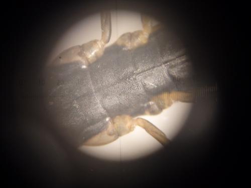 Gerris sp.