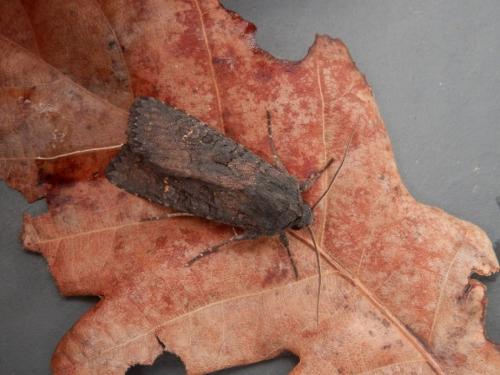 Aporophyla nigra