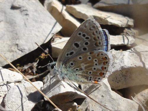 Polyommatus bellargus