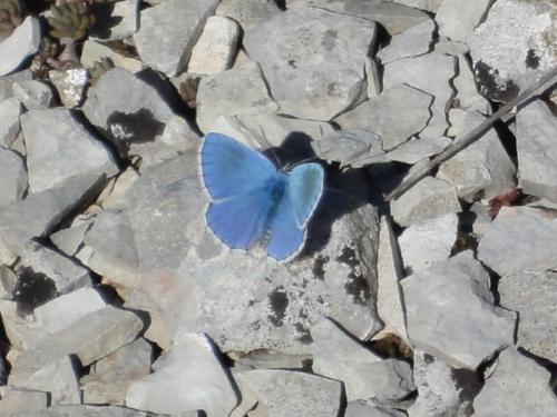 Polyommatus bellargus