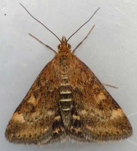 Réf. 149 395 : Pyrausta despicata