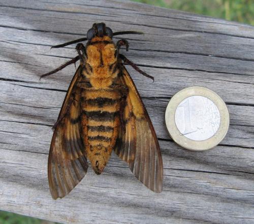 Réf. 149 781 : Acherontia atropos