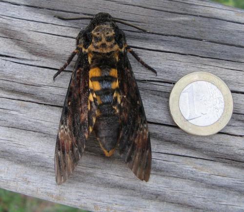 Réf. 149 782 : Acherontia atropos