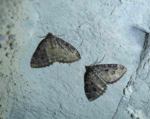 Réf. 149 604 : Triphosa sp.