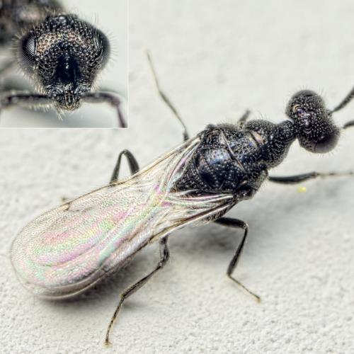 Spalangia nigripes