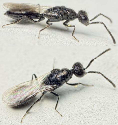 Spalangia nigripes