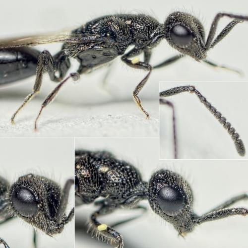 Spalangia nigripes