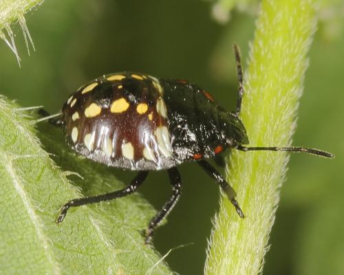 Nezara viridula
