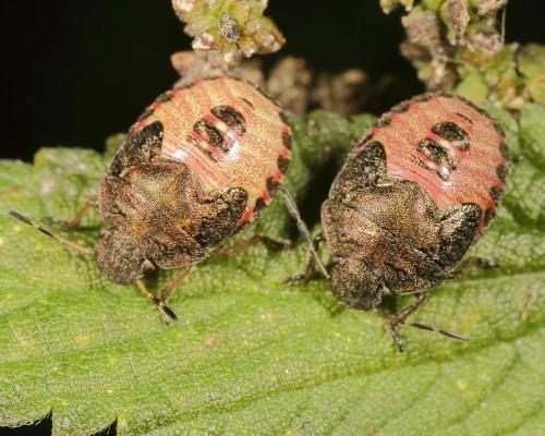 Peribalus strictus