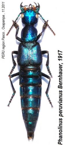 Phanolinus peruvianus