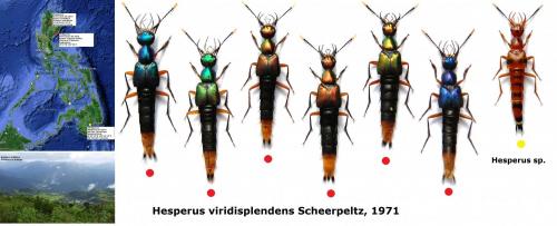Réf. 149 854 : Hesperus viridisplendens