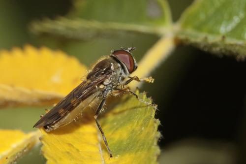 Réf. 149 838 : Platycheirus scutatus