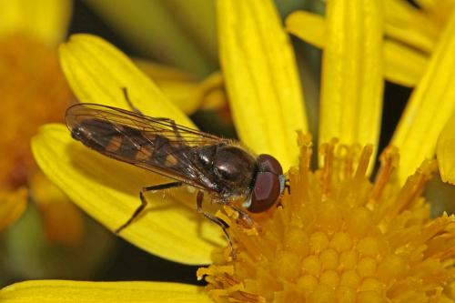 Réf. 149 840 : Platycheirus scutatus