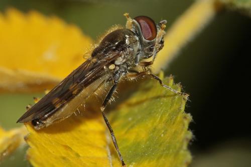 Réf. 149 877 : Platycheirus scutatus