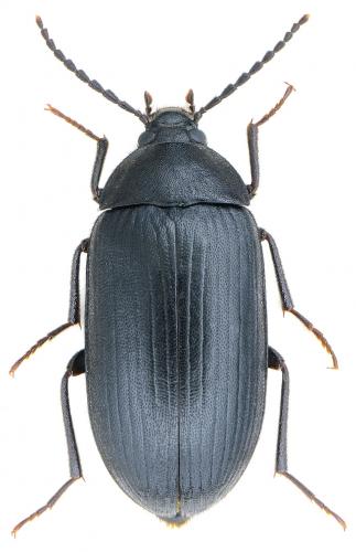 Réf. 149 441 : Prionychus ater