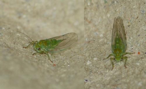 Psylla alni