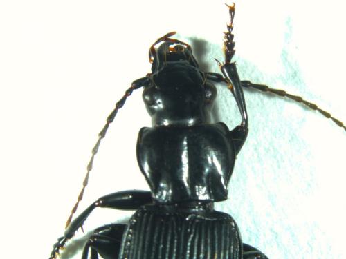 Pterostichus cristatus