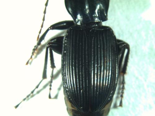 Réf. 149 654 : Pterostichus cristatus