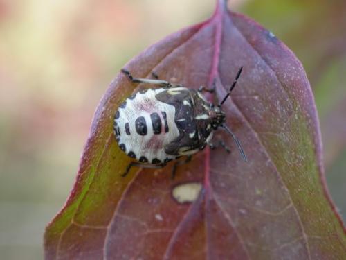 Carpocoris sp.