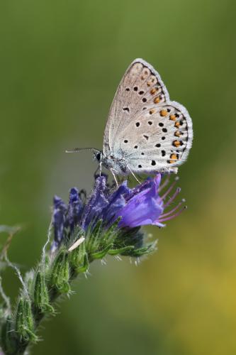 Plebejus trappi