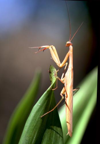 Réf. 149 836 : Mantis religiosa