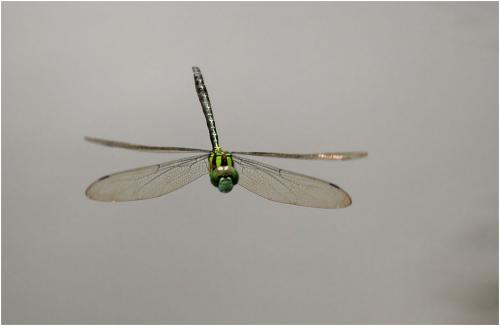 Réf. 149 335 : Remartinia luteipennis