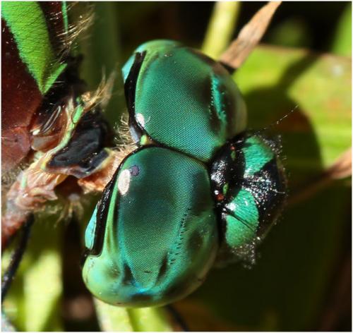 Réf. 149 337 : Remartinia luteipennis