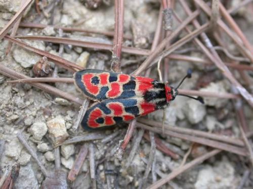 Réf. 149 159 : Zygaena fausta