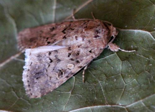 Réf. 149 878 : Spodoptera cilium