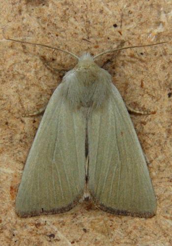 Arenostola phragmitidis