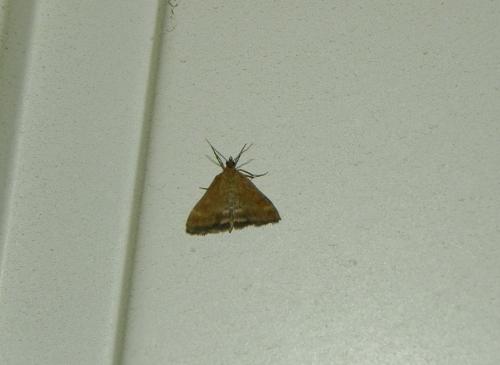 Pyrausta despicata
