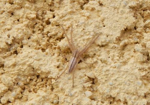 Tibellus sp.
