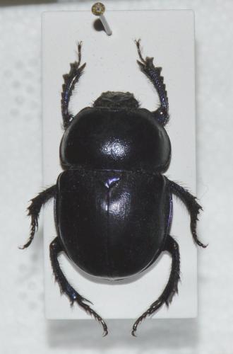 Trypocopris vernalis