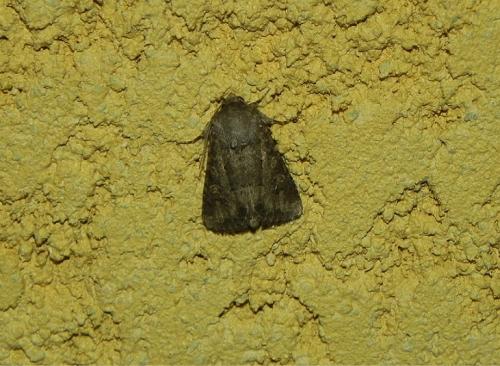 Réf. 149 569 : Luperina testacea