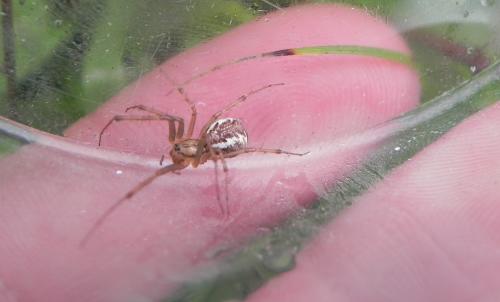 Linyphia triangularis