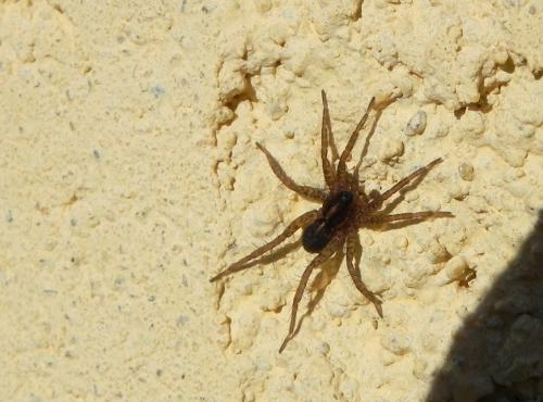 Pardosa sp.