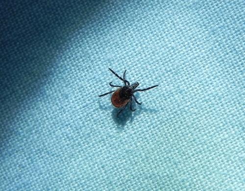 Ixodes ricinus