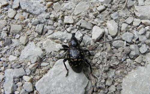 Liparus germanus