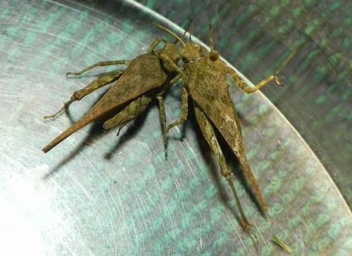 Tetrix sp.