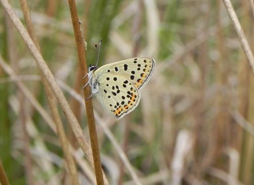 Lycaena tityrus