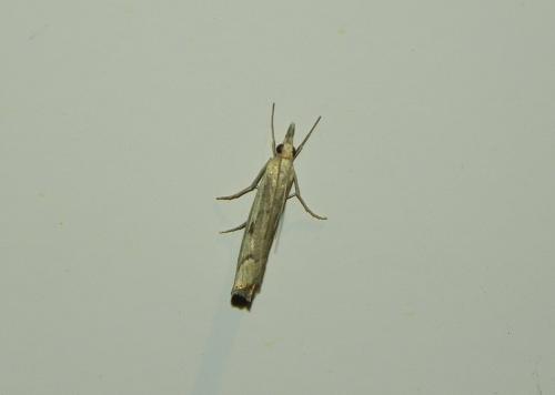 Agriphila geniculea