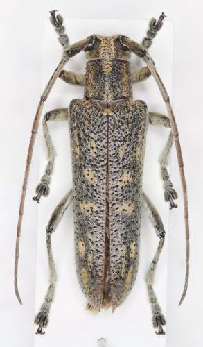 Saperda calcarata