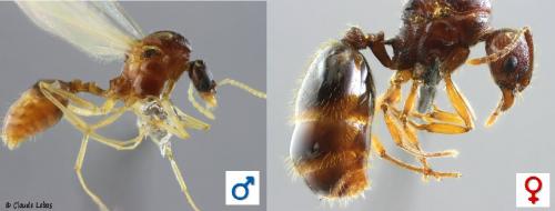 Aphaenogaster subterranea