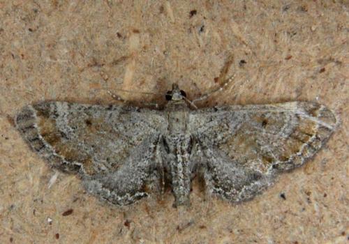Réf. 149 885 : Eupithecia simpliciata