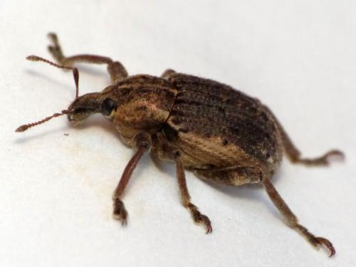 Réf. 149 332 : Brachypera zoilus
