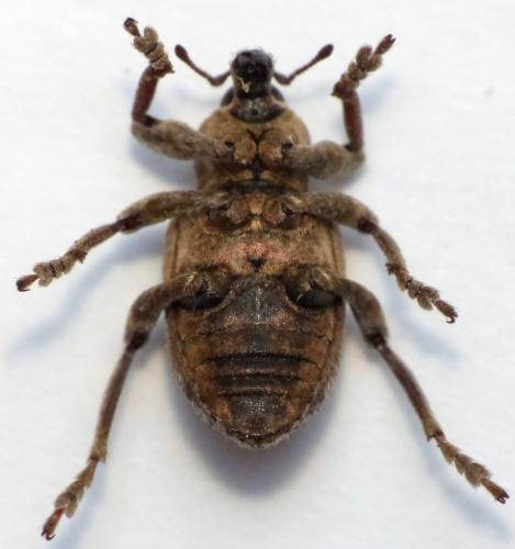 Réf. 149 333 : Brachypera zoilus