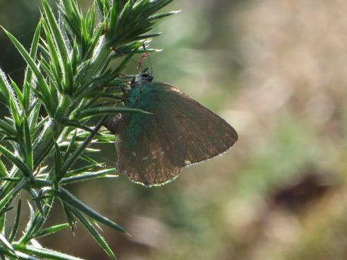 Réf. 149 000 : Callophrys rubi